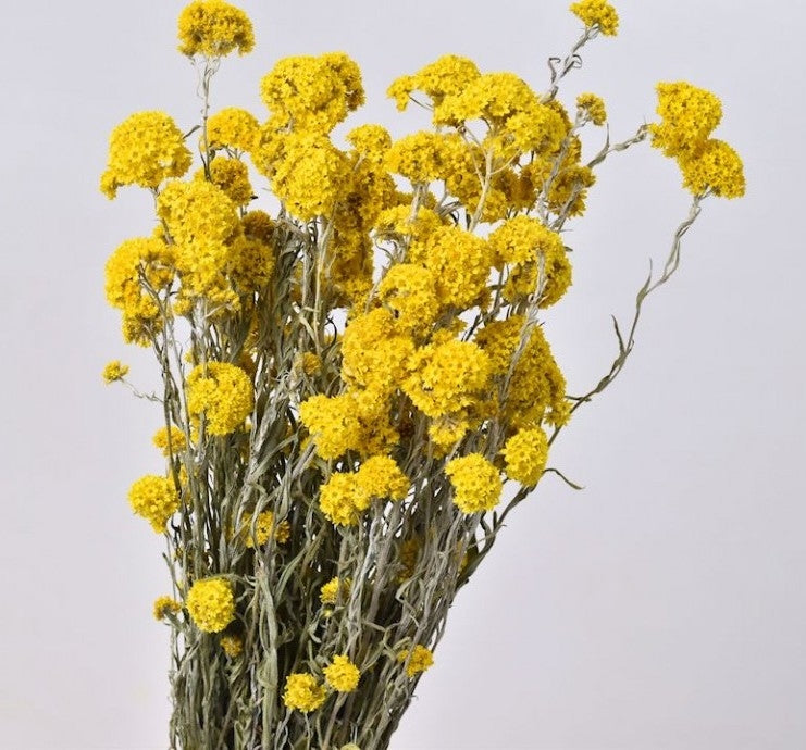 Gedroogde sanfordii – geel