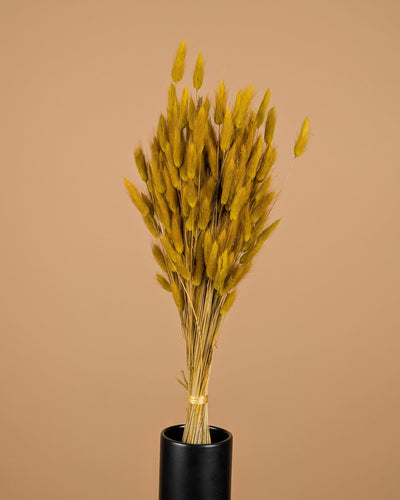 Gedroogde lagurus ovatus – geel