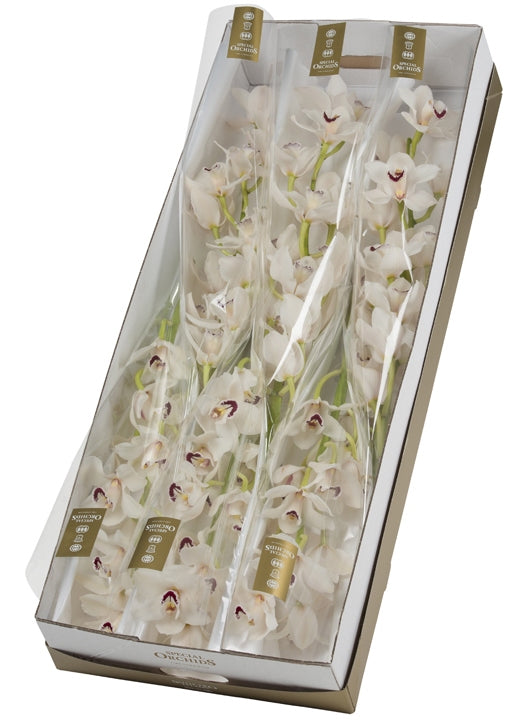 6 Cymbidium takken grootbloemig met 10-12 bloemen