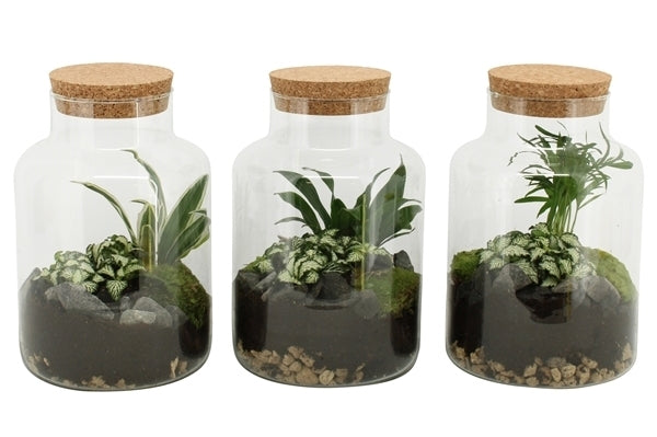 Terrarium von Pflanzen in einem Glas mit Kork