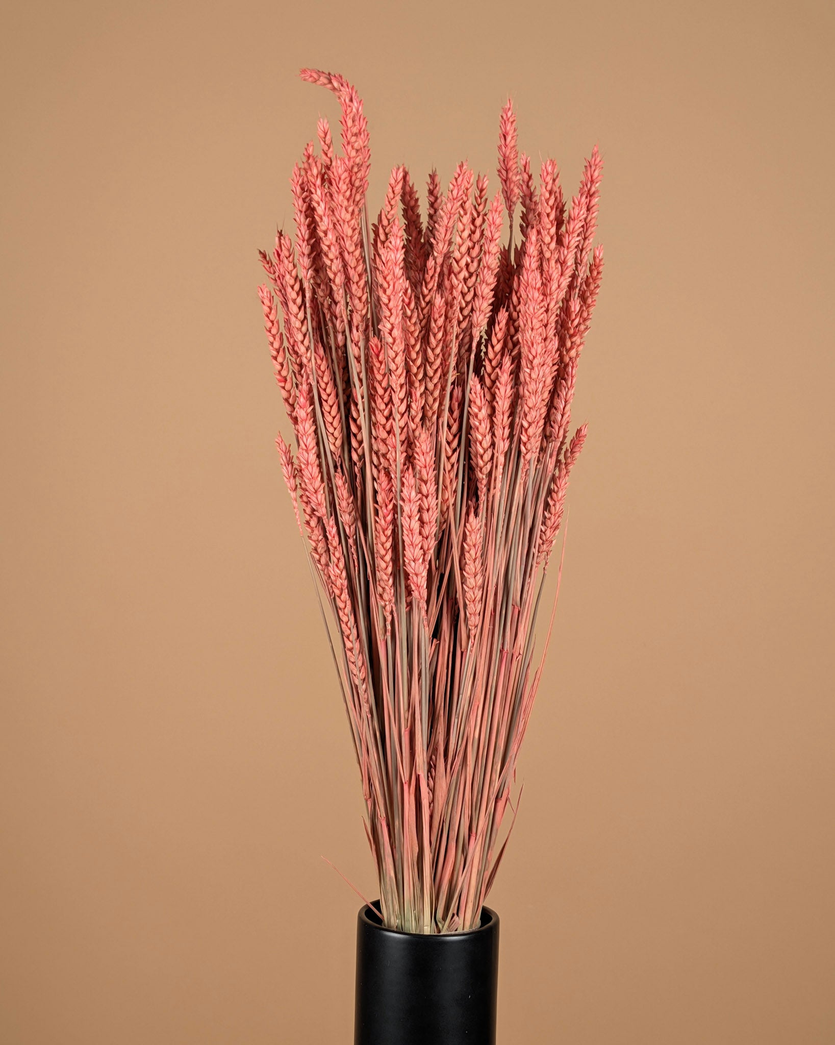 Gedroogde Tarwe – roze