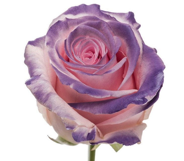 Bouquet de roses roses grandes avec rougir violet