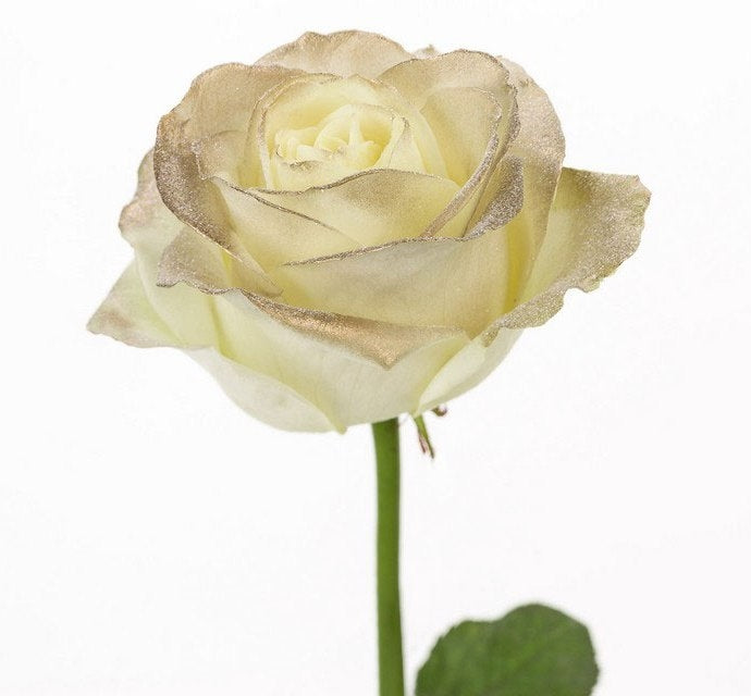 Bouquet of white large -flowered roses with golden blush