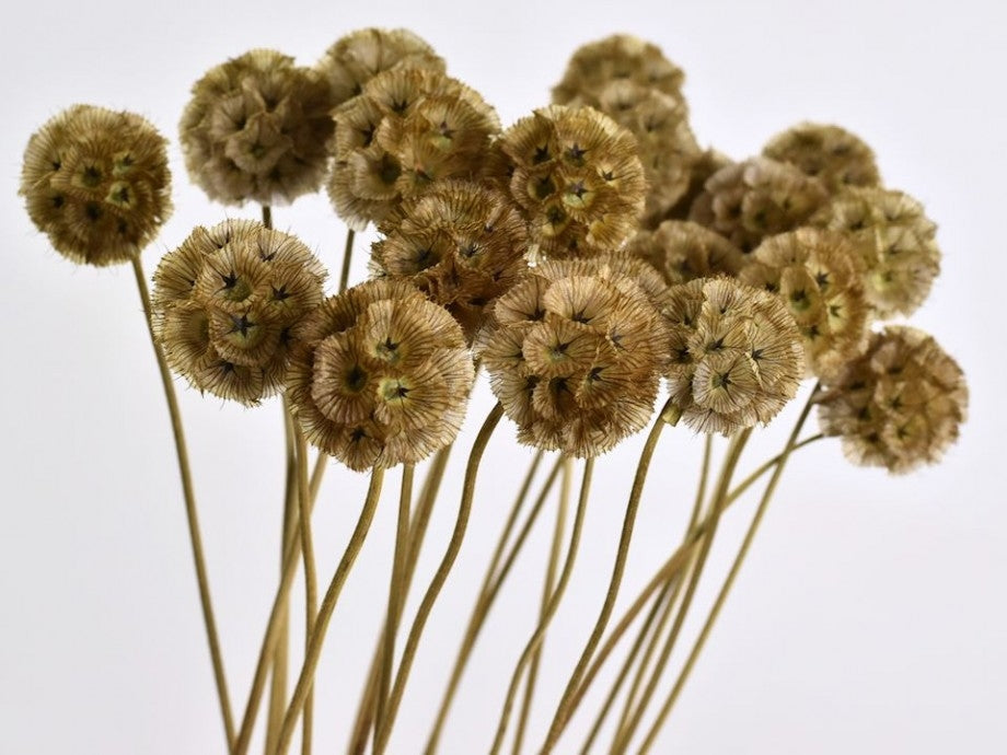 Scabiosa stellata 10 tiges