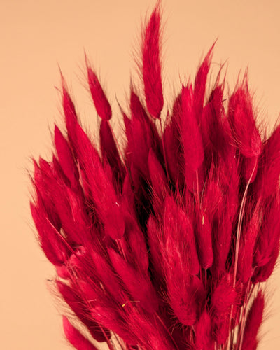 Gedroogde lagurus – rood