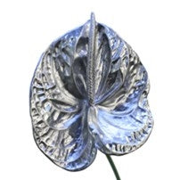 5 zilverkleurige Anthurium