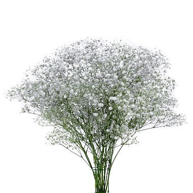 Gypsophila wit met zilverkleurige glitters