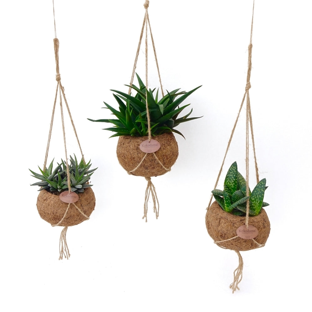 L'aloe vera dans un coco-bol (pot suspendu)