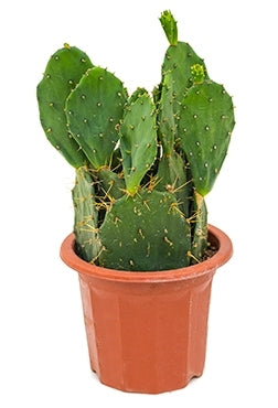 Opuntia discata im kultivierenden Topf