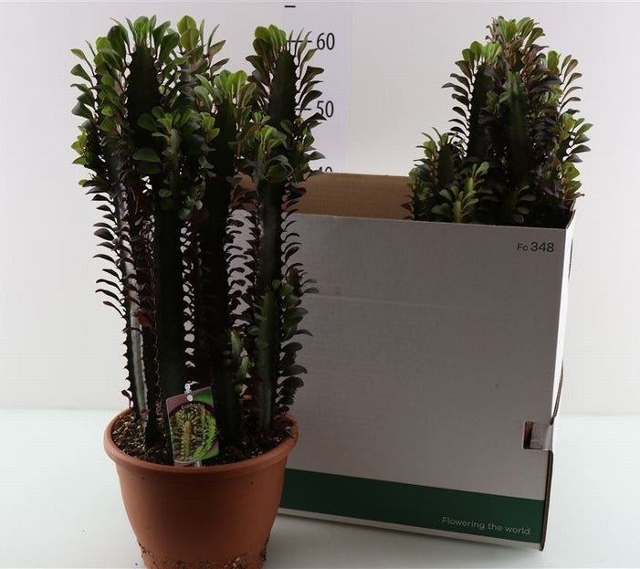 Euphorbia acruensis dans un pot en terre cuite en plastique