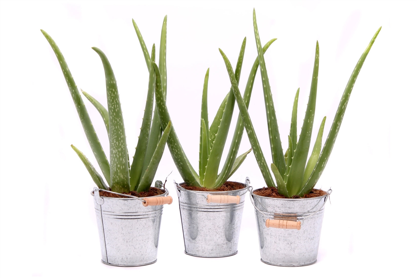 Aloe vera in a sink bucket