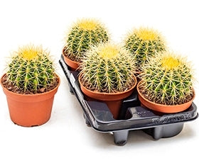 Échinocactus dans le pot de culture par 4 cactus