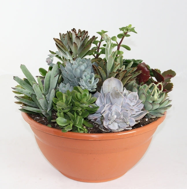 Mélange succulent dans un plat en plastique brun