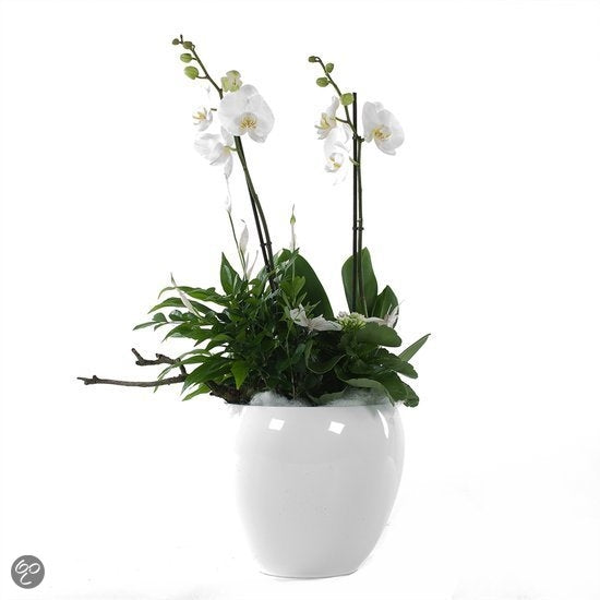 Paquet Phalaenopsis en céramique Rian Wit