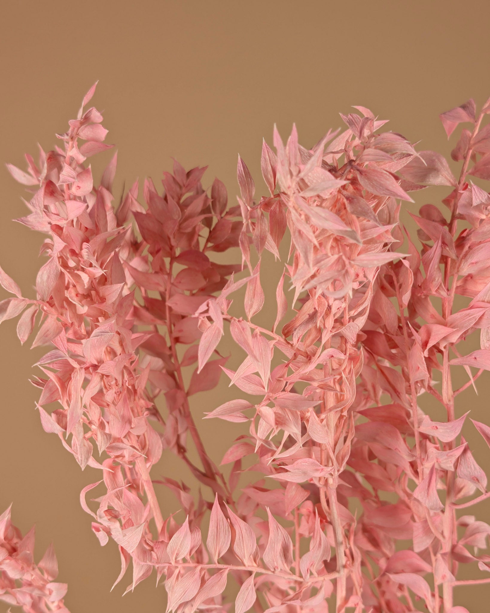 Russcus Light Pink Preached