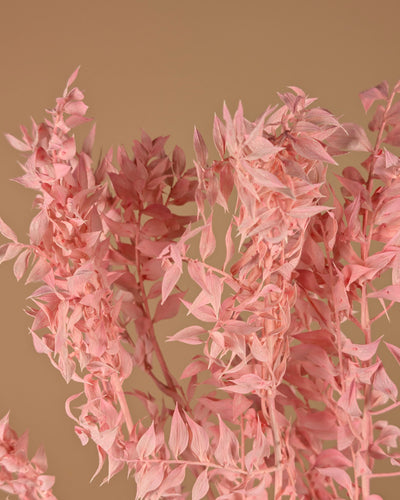 Russcus Light Pink Preached