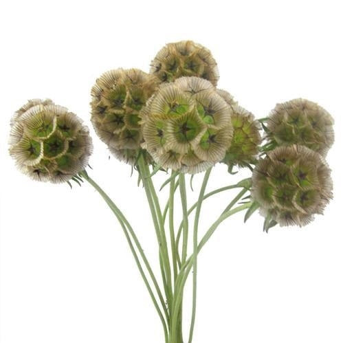 Scabiosa Stellata 10 tiges