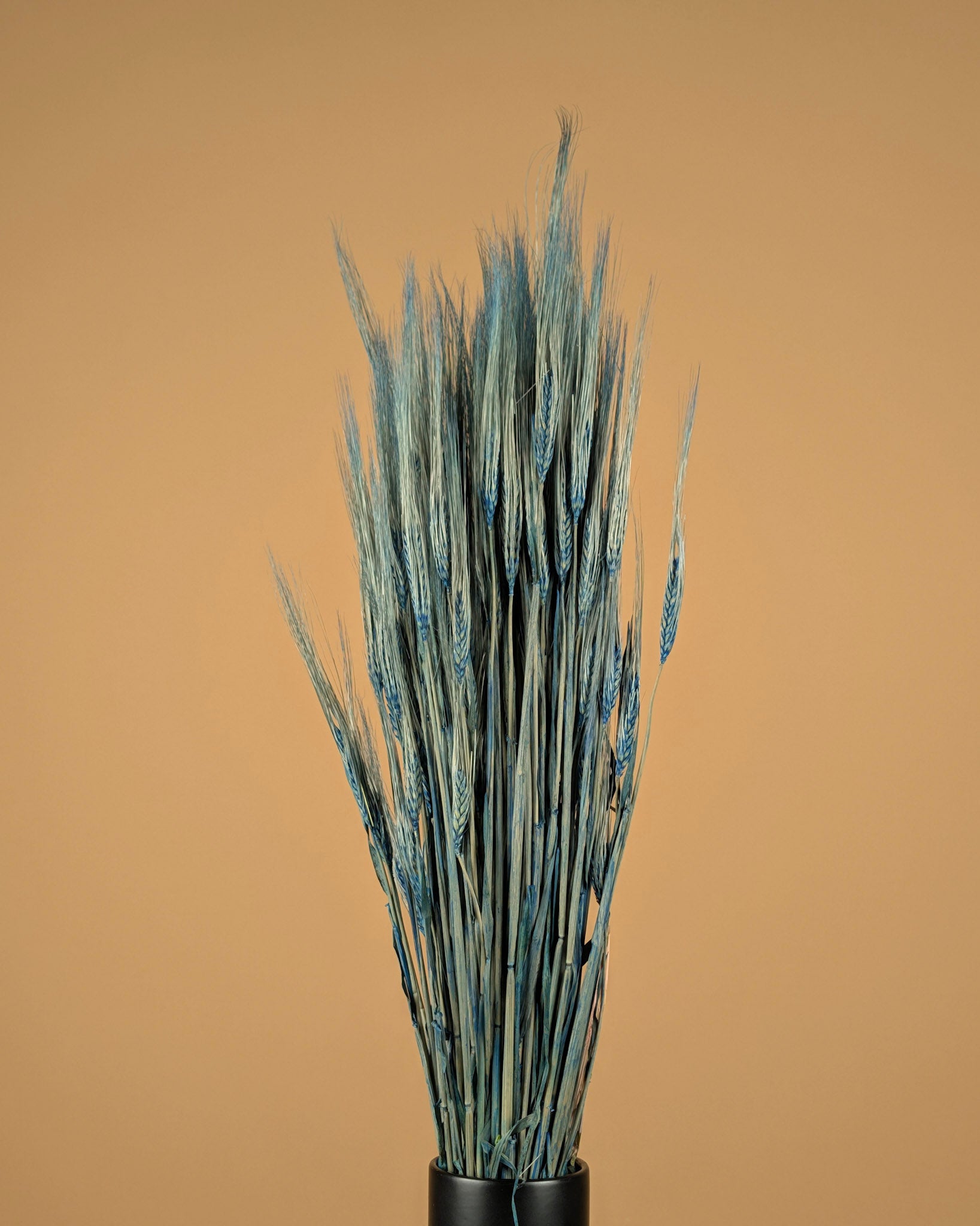 Gedroogde gerst – blauw