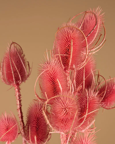 Cardoon séché Distel Oranje peint