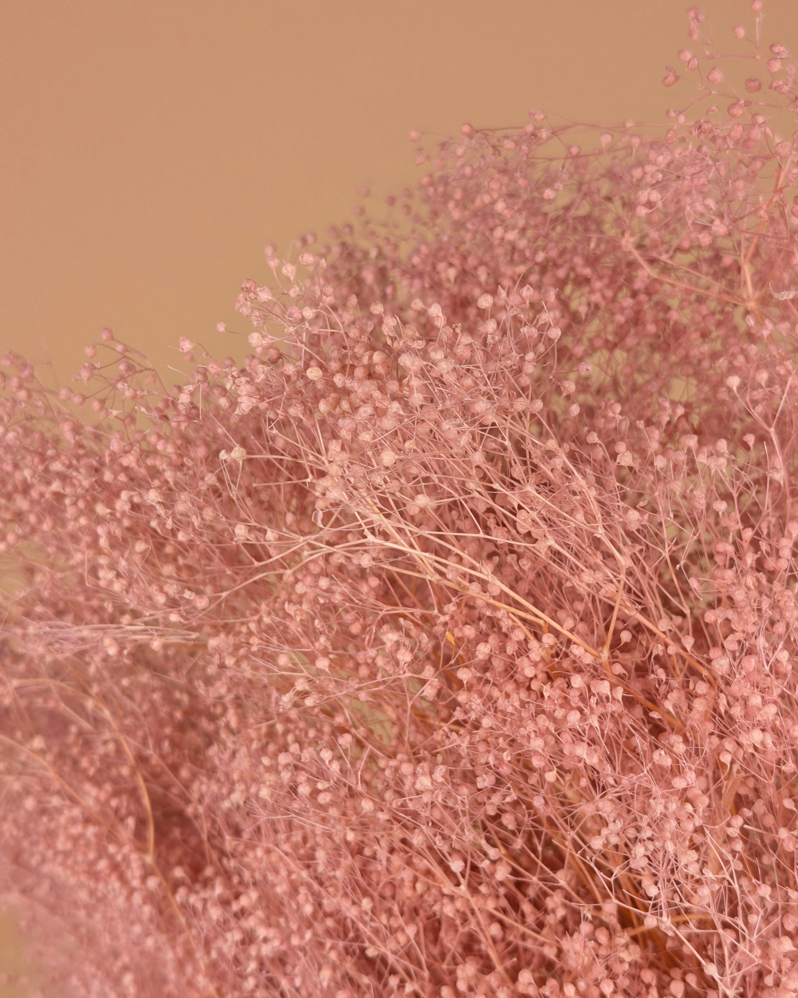 Mini Gypsopsophila Pink conservé (gypse)