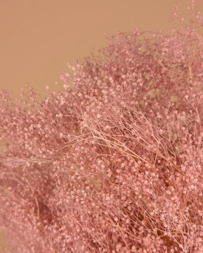 Mini Gypsopsophila Pink conservé (gypse)