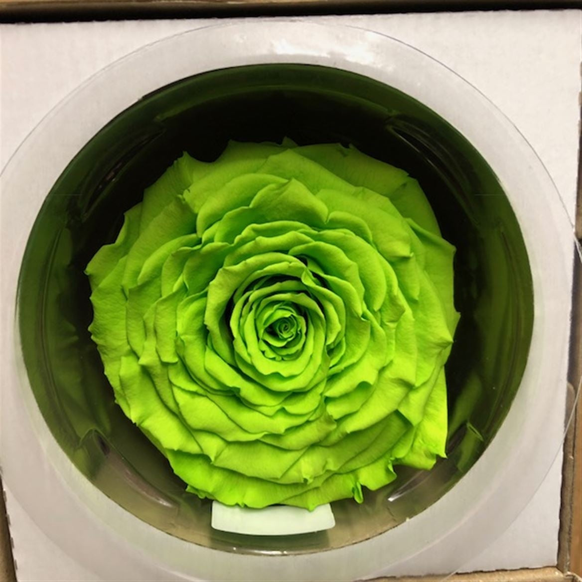 Rose verte conservée dans une boîte cadeau