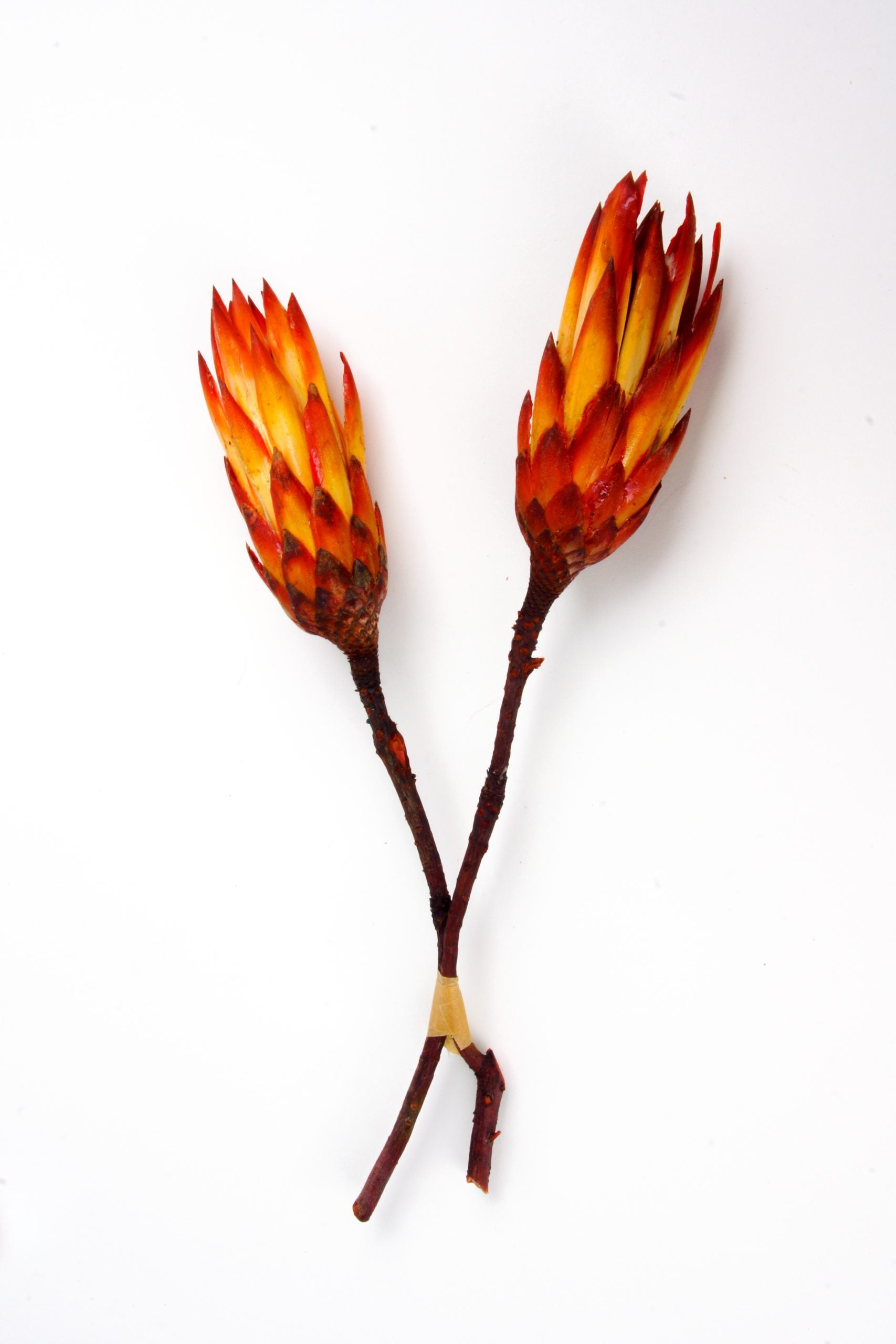 Protea rot getrocknet pro Stück