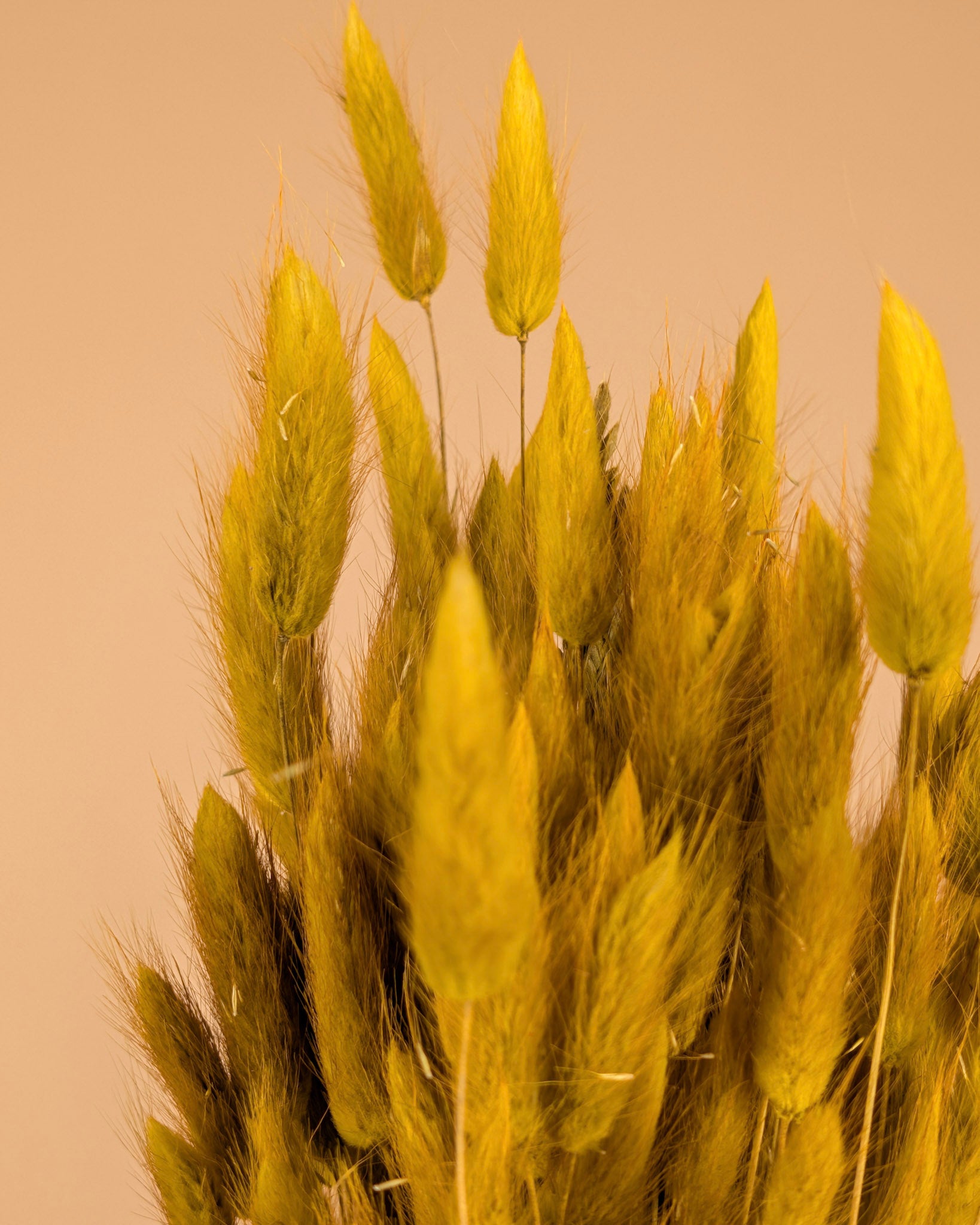 Gedroogde lagurus ovatus – geel