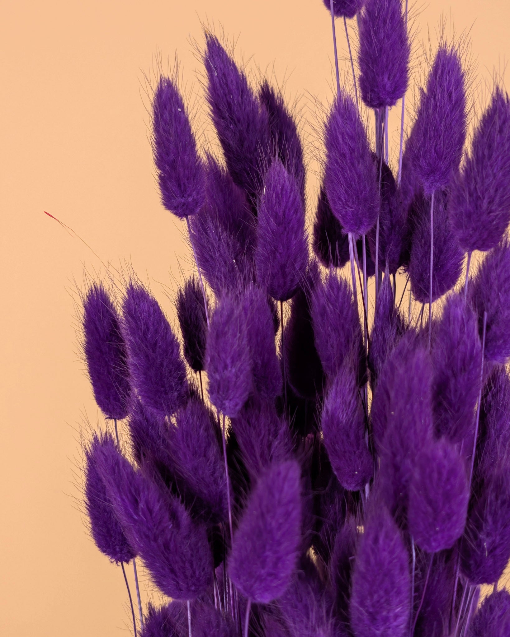 Gedroogde lagurus – paars