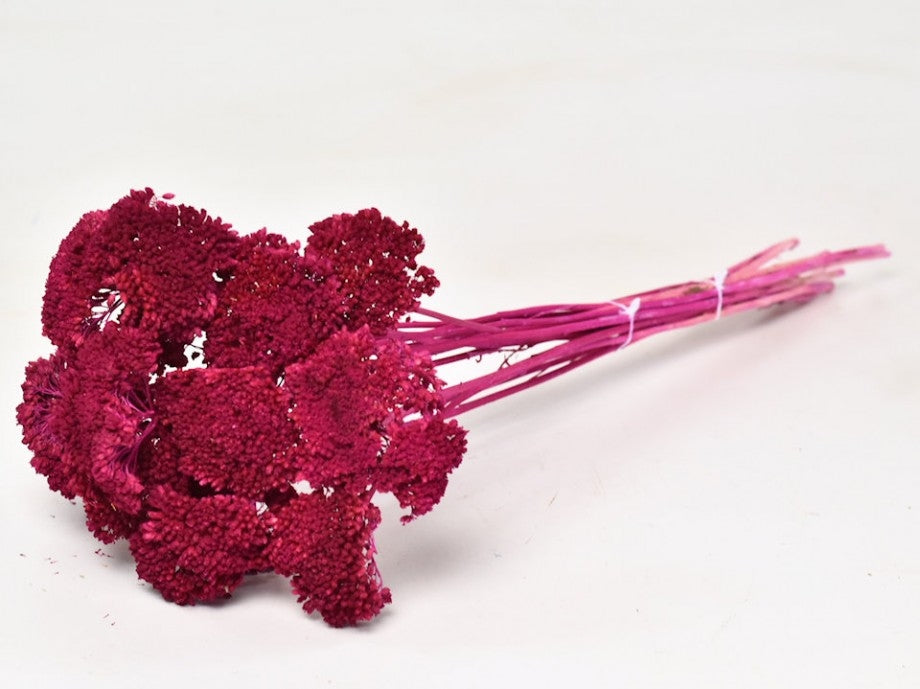 Dried Achillea fuchsia painted