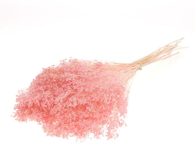 Dried broom bloom bleached light pink