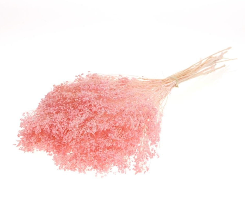 Dried broom bloom bleached light pink