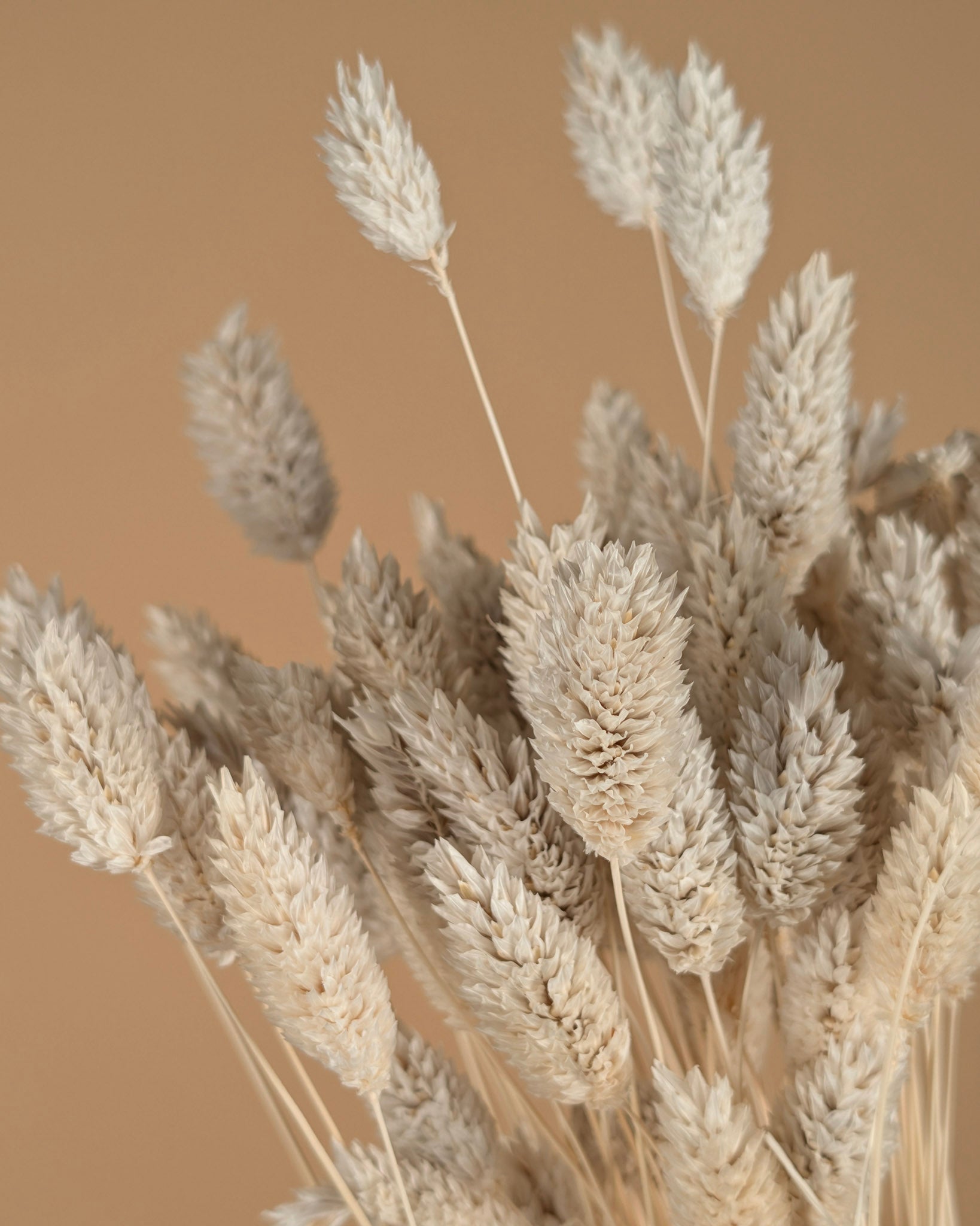 Dried Phalararis bleached