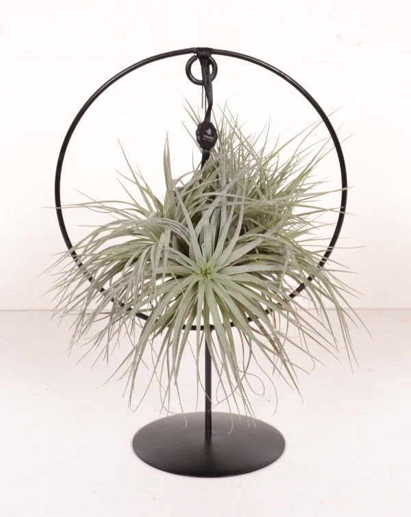 Tillandsia Silver dans une bague de conception à pied