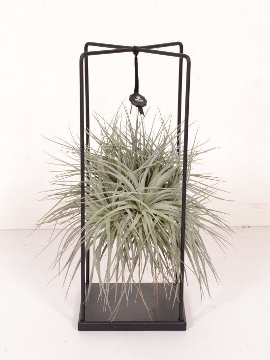 Tillandsia Silver dans un cadre métallique à pied