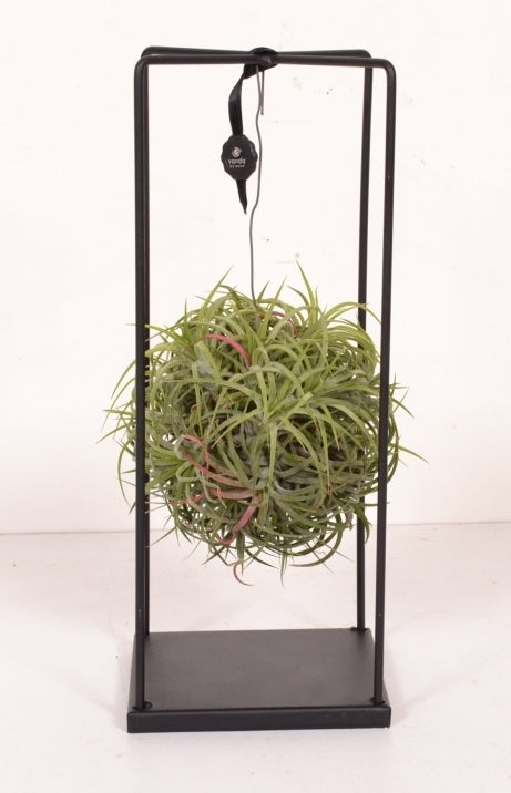 Tillandsia green in a metal frame on foot