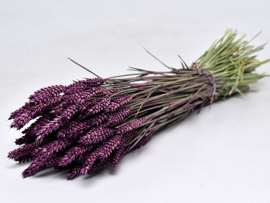 Dried wheat purple