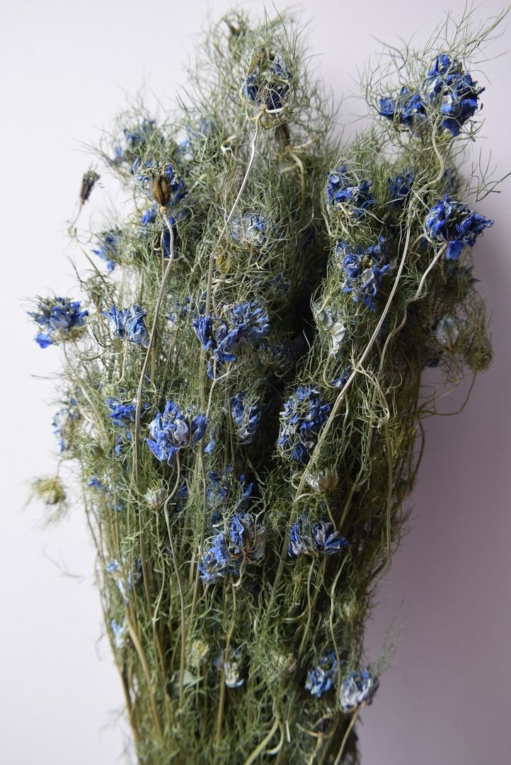 Dried Nigella Flower Blue