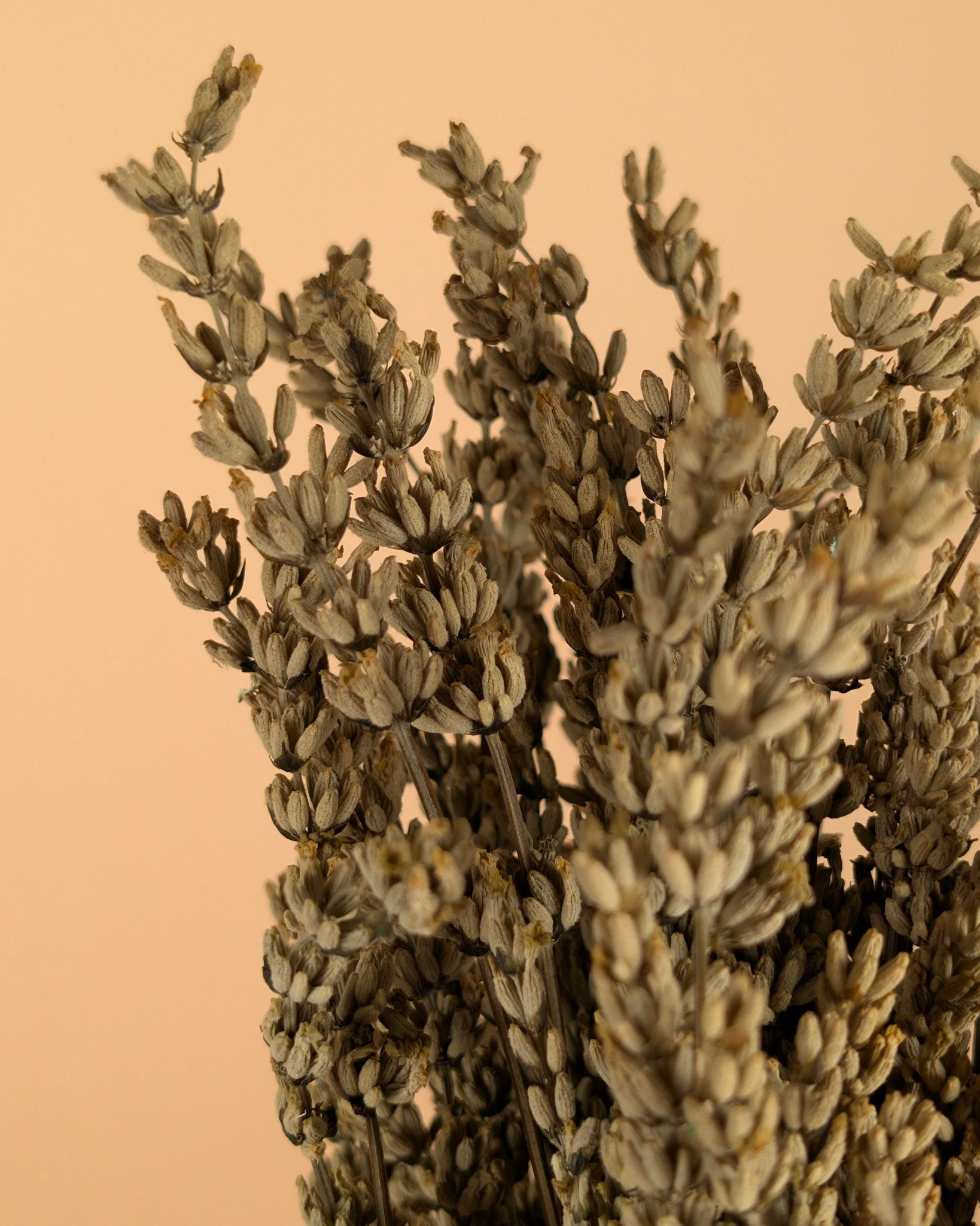 Botao botton bleu foncé séché