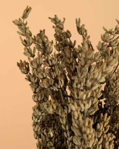 Botao botton bleu foncé séché