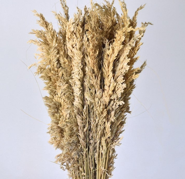 Dried Festuca