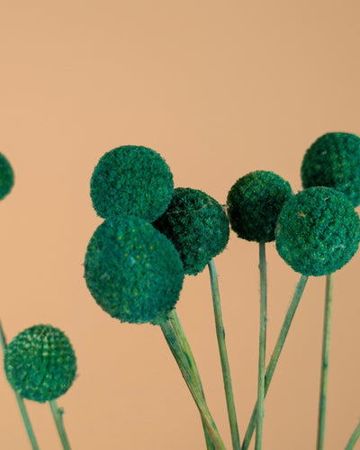 Gedroogde craspedia – groen