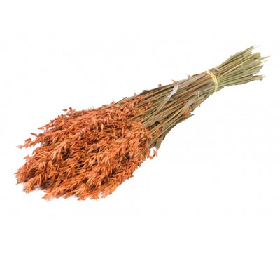 Getrockneter Hafer (Avena) orangefarben