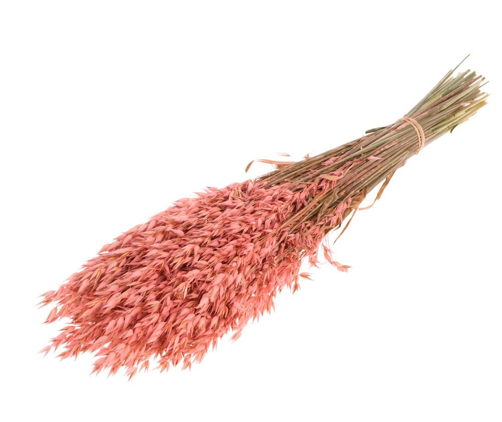 Avoine séchée (avena) de couleur rose