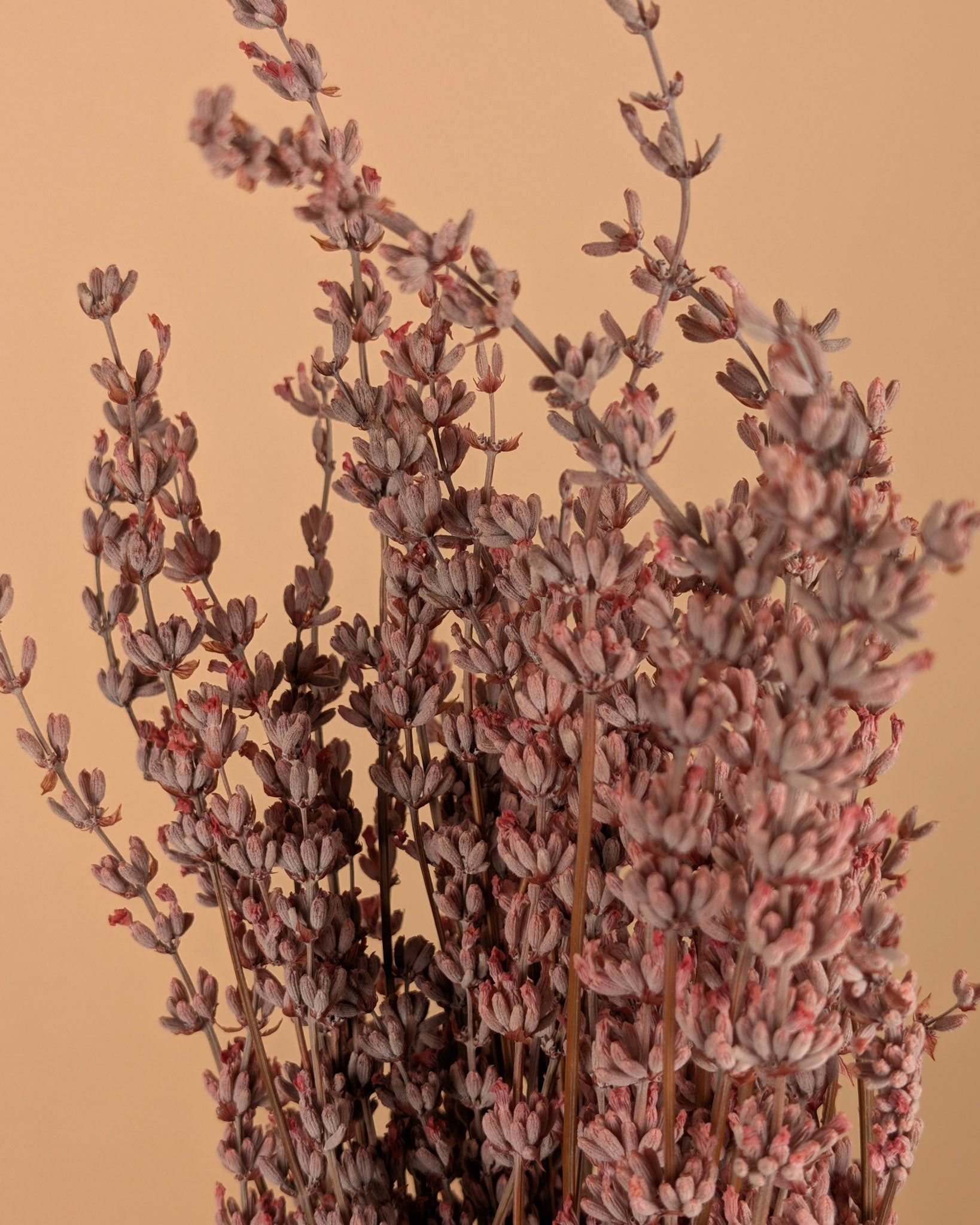 Botao Botton dunkelblau getrocknet