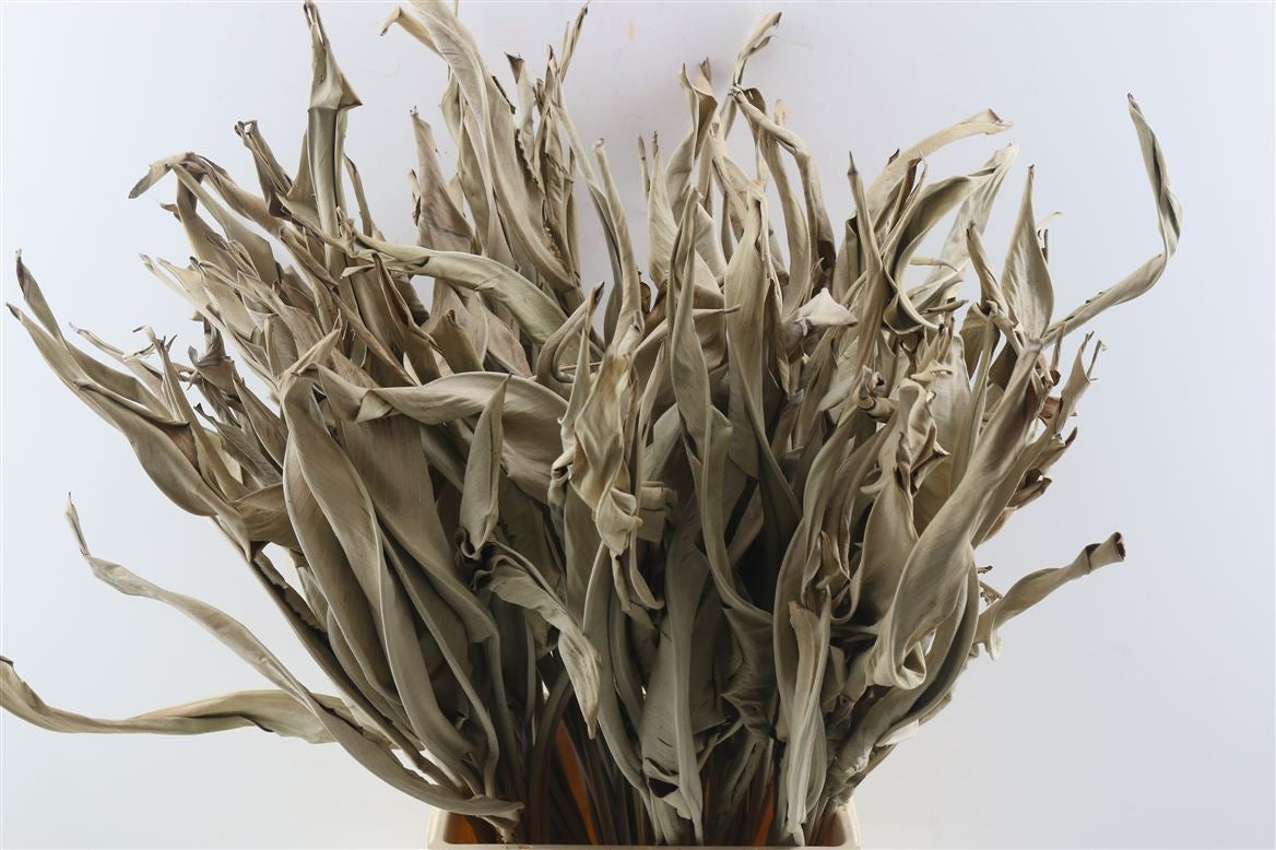 Strelitzia leaf natural dried short