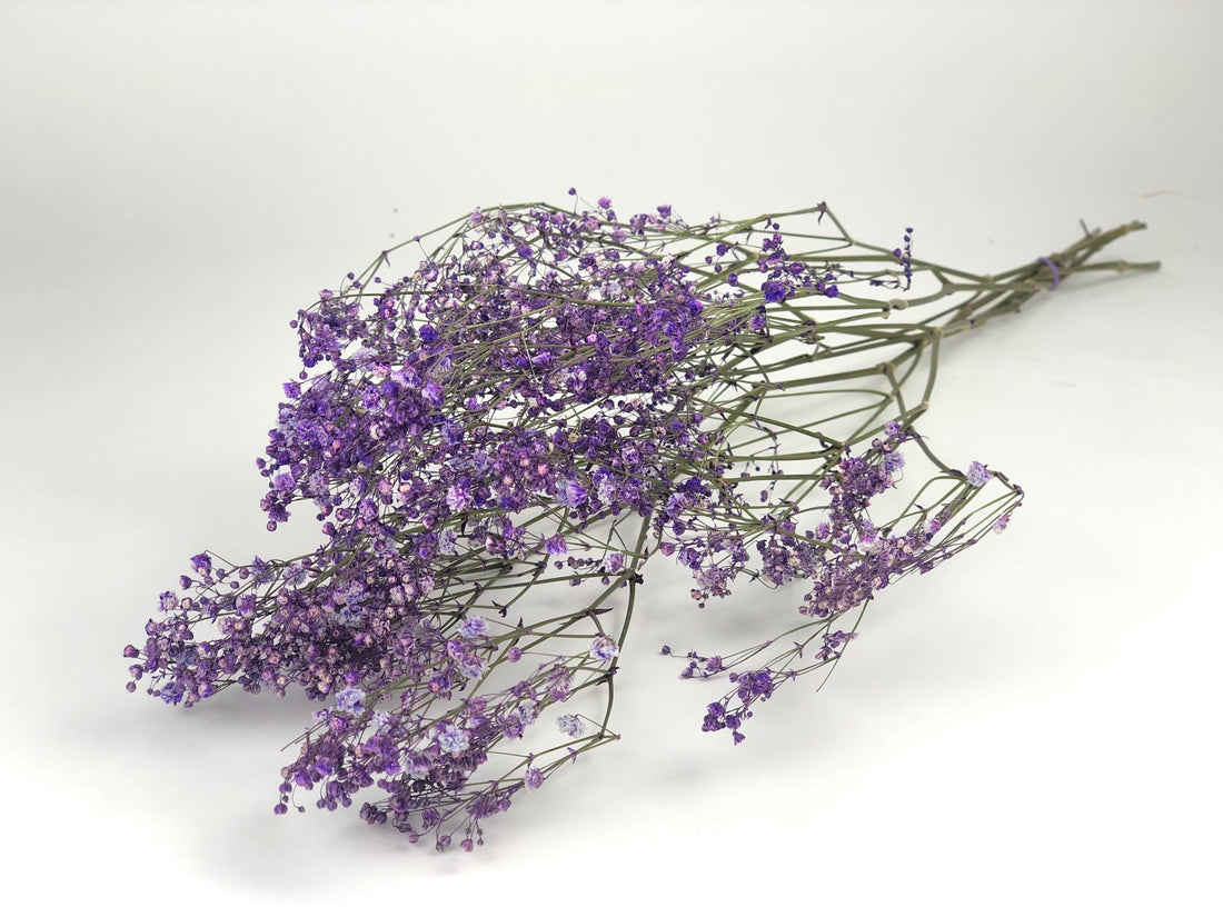 Gypsophila milcha getrocknet (Gips)