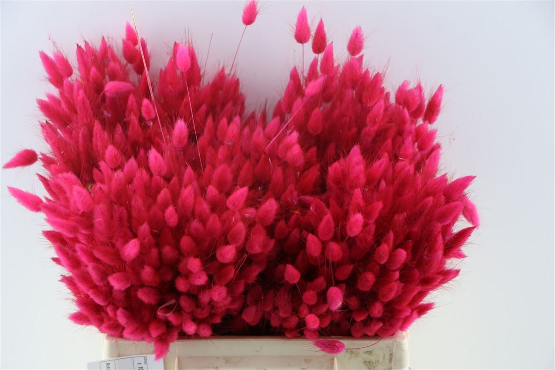 Gedroogde Lagurus Ovatus cerise