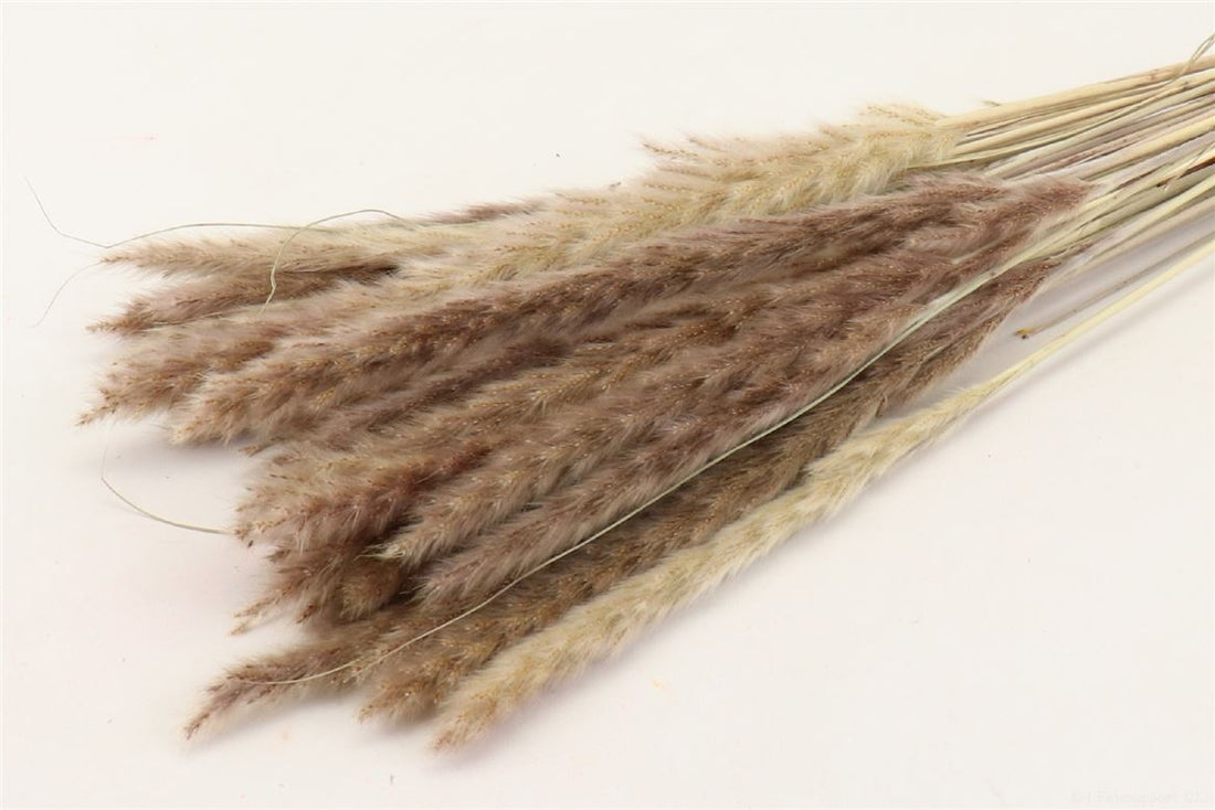 Pampas moelleux (Miscanthus) Puimen