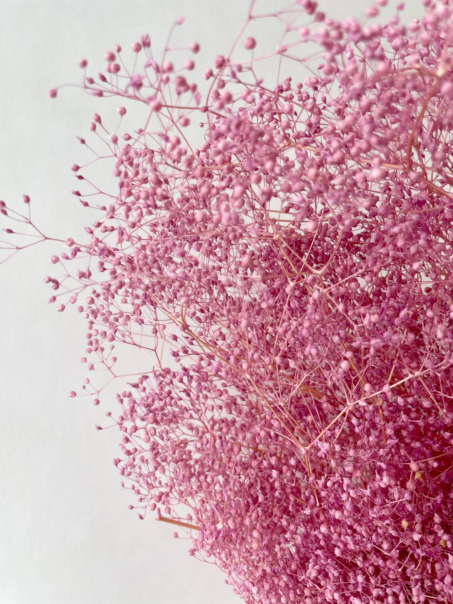 Mini Gypsophila Pink erhalten (Gypsum)